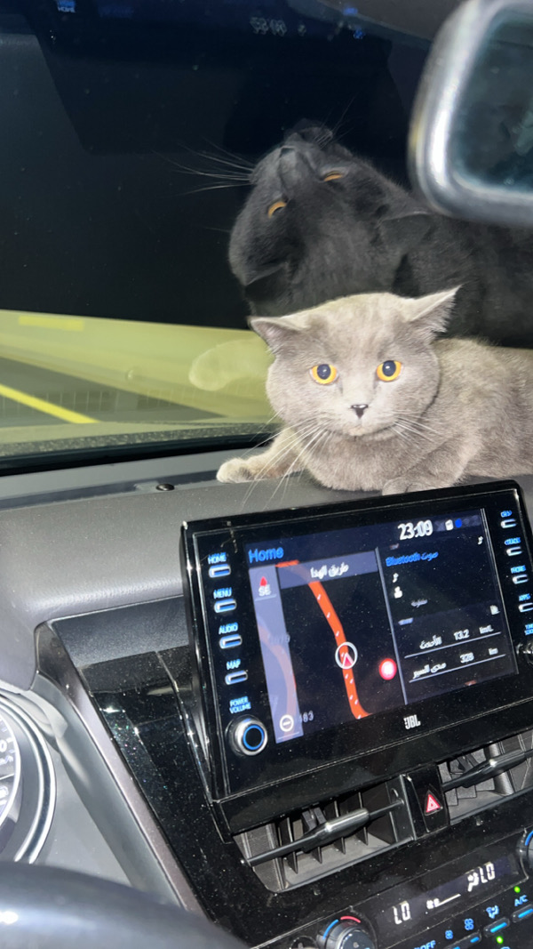 Scottish Street Cat