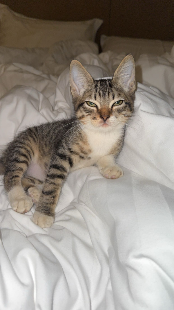 Kitten cat