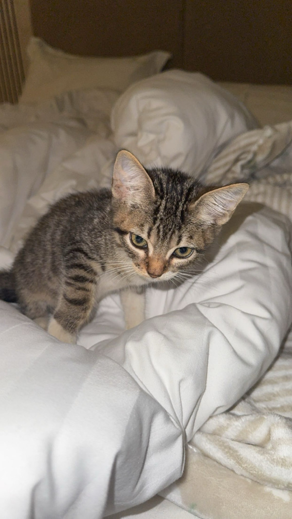 Kitten cat 2
