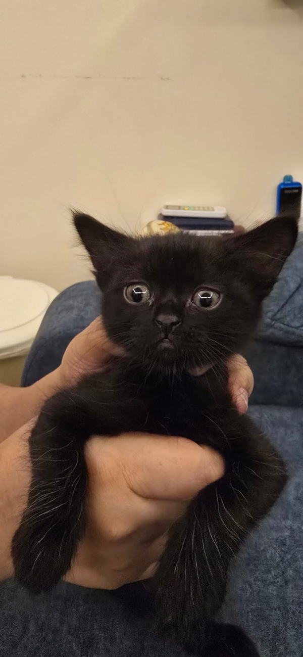 Nova