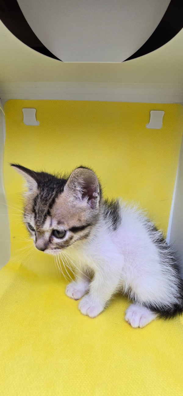 Simba 3