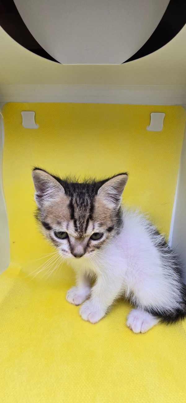 Simba