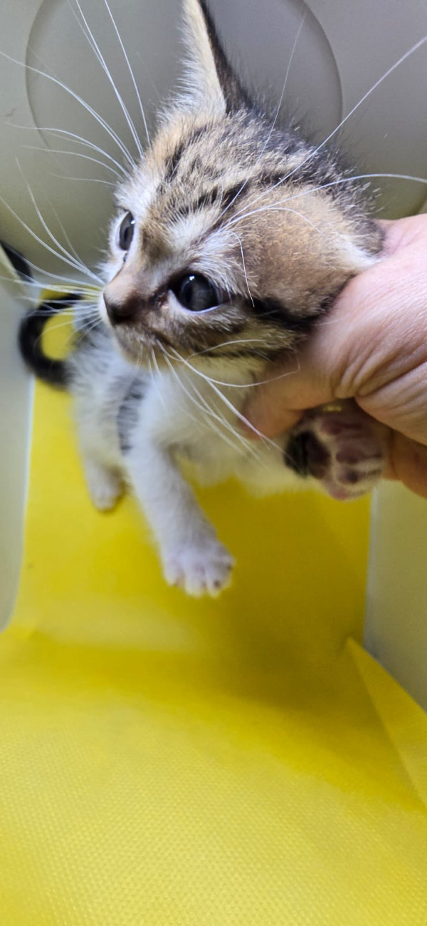Simba 4