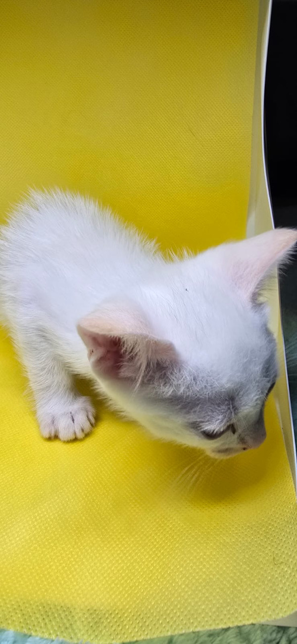 Mochi 3