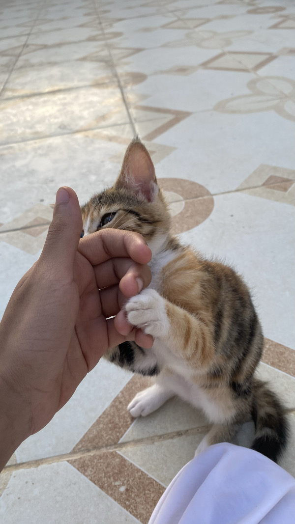 الي ياخذها يسمي 2