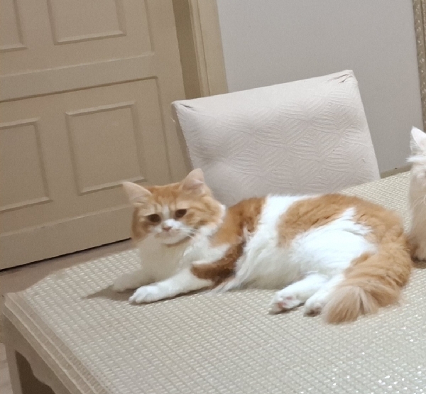كاتي