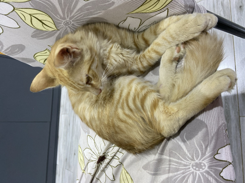 Apricot 2