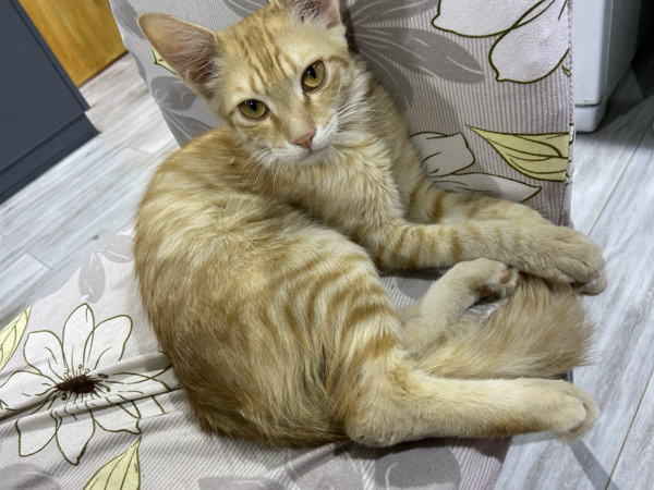 Apricot 3