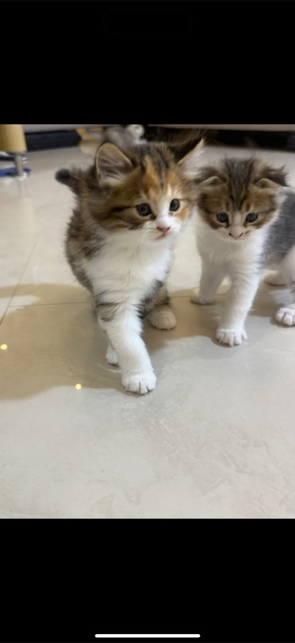بدون اسم 4