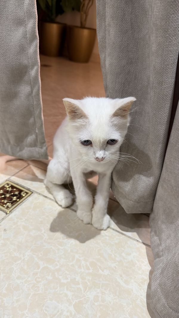 بسبوسه