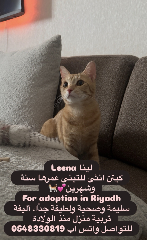 لينا
