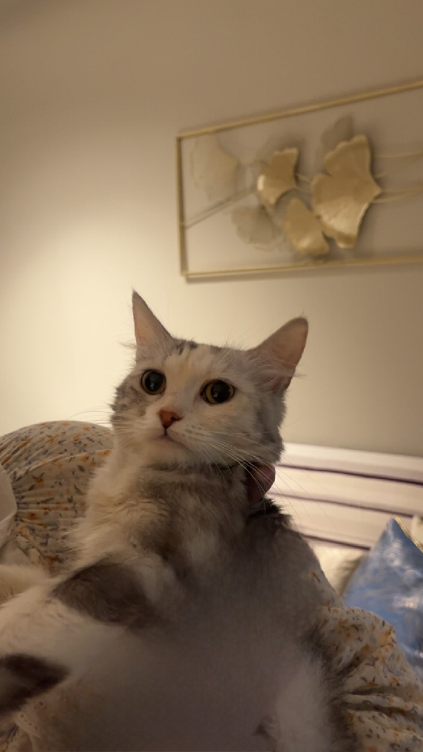 Lulu 2