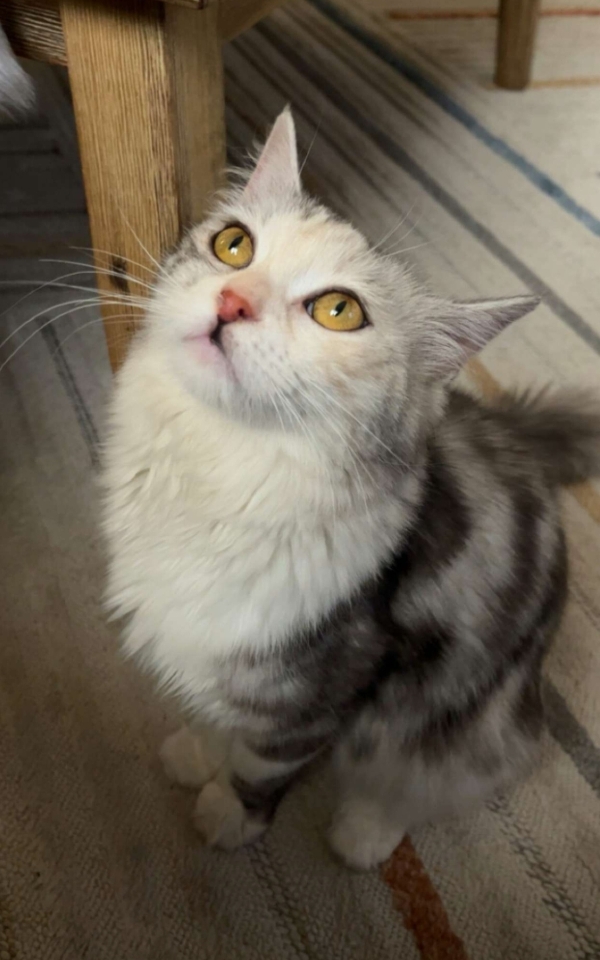 Lulu